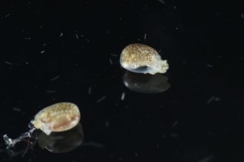 Media type: image;   Malacology 393728 Description: live specimen;